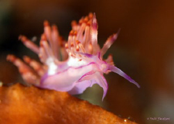 "Pretty" Shot in Lembeh 60mm +4 diopter.:o) by Debi Henshaw 